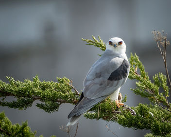 White-tailed kite - image #451453 gratis